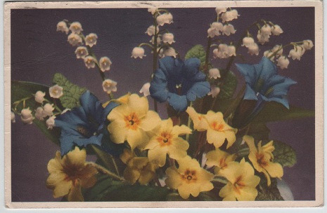 dentelledeperle:Primrose, gentian and lily of the valley, c.1956