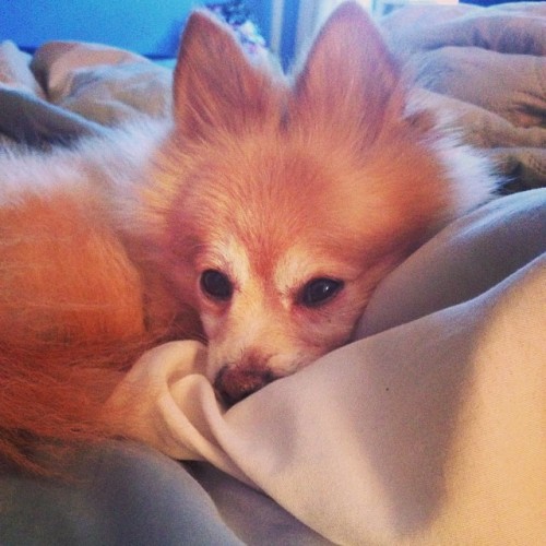 I’m a fawn. #chcikennugget #pomeranian #dogs