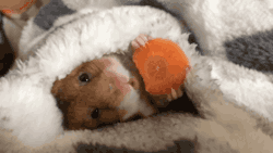 gifsboom:  Video: Hamster Eats Carrot in Bed 
