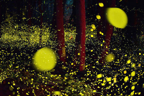 culturenlifestyle:Gold Fireflies Dance Through Japanese Enchanted Forest in the Summer of 2016An arr