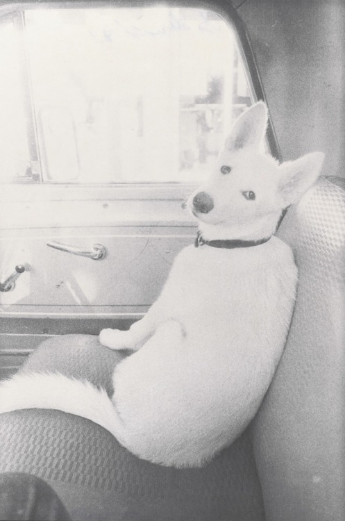 moma-a-day:   Honey in San Francisco Art Institute Truck  by Bill Arnold, 1971
