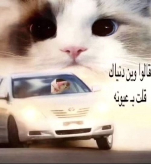 Arabian Drift Core