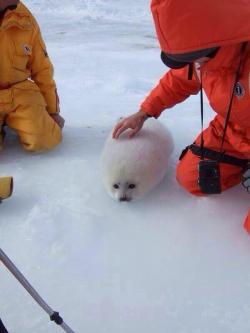 awwww-cute:  This snowball appears to have a face 