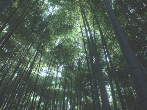 japanesse-life:bamboos by erizaveth on Flickr.