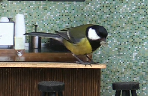Great Tit. They will eat basically anything. And they’re clever:In England, Great Tits learned