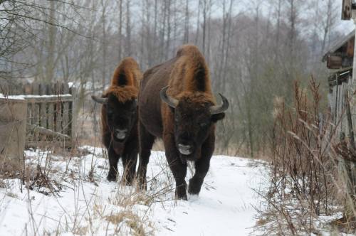 tadeuszkosciuszkoscoffee:lamus-dworski:Wisents (European bisons) storming a Polish village ;)Images 