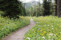 wordswereherfavoriteweapon: virginiawade:  contraworld:  matchbox-mouse: Ample wildflowers on a hike in the mountains, Alberta. Off to Lyon to meet a Parisian scion,flowers dying all along the path.  Novice dancing..a pair of earthly branches.You find