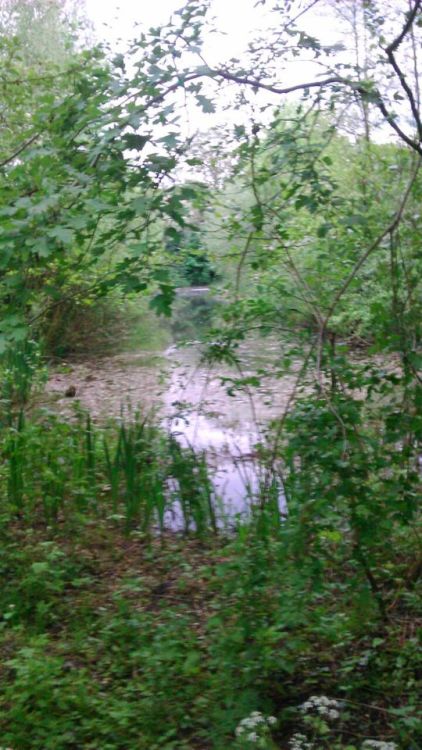 siriuszwarts:  i went for a walk in the park behind my house!! 