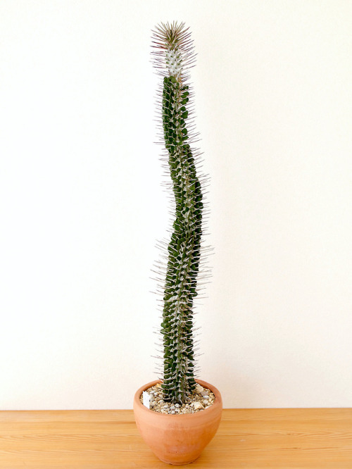 Alluaudia montagnacii  Rauh
