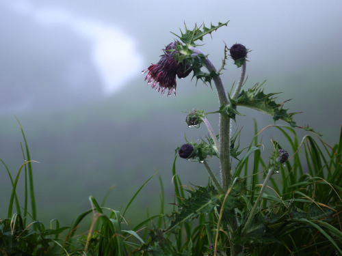 wildflower