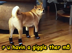 liftedandgiftedd:  chamber-pressure:  u wot m8  lmaoo my favorite post 