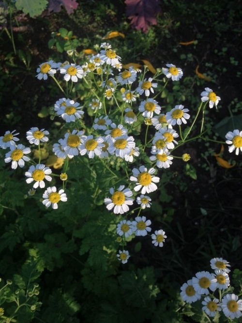 internetcooldad:  Garden flower appreciation post?