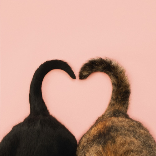 princesscheeto:Can we always be this close? Fur-ever and ever? ♡