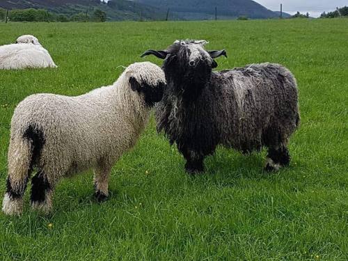 The 'Spitti' Valais Blacknose Sheep