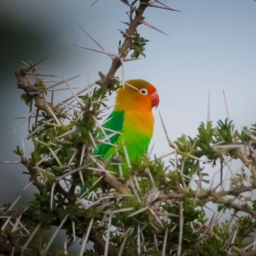 Fischer&rsquo;s lovebird - Serengeti - Tanzania⁠ The Fischer&rsquo;s lovebird has a green back, ches