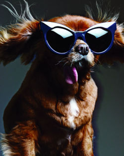 glamour:Genius: Toast, the Instagram-famous Cavalier King Charles, stars in Karen Walker’s new sunglasses campaign. 