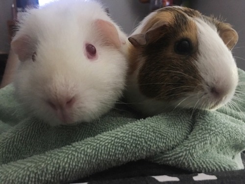 inkstainsonmyskin: ebiichu:My two baby girls love each other so much @1spoonatatime &lt;3 