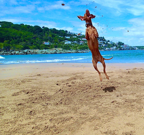 The Sand Chaser, Salcombe, UK. From vizslacentral.com/the-breed/fun-stuff/