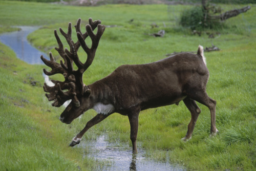 cariboumythos:  Bull caribou with atypical antlers crosses a small stream at the Alaska Wildlife Conservation Center during Summer in Southcentral Alaska. - X 