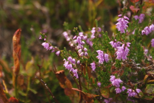 tamersa: Fungus and Plants of Karkonosze