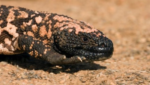 maddaddy316: Gila Monster. Eating Cottontail Rabbit.