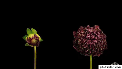 Flowers Blooming Time Lapse. Via Https://gif-finder.com 