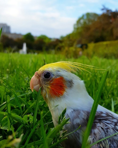 parrotletpeete:Just a little bird in a big world