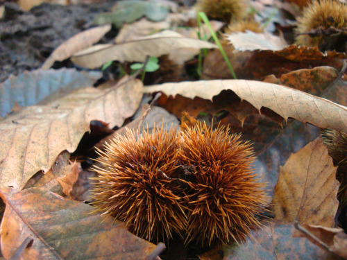 Planet Earth: I love you, and all the beautiful life you support ♥ (Photos taken in the east of Engl