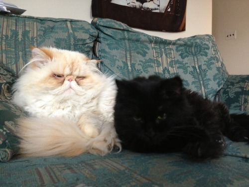 lucifurfluffypants:Sharing is hard.