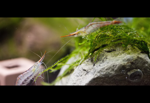 Red Nose Shrimp (紅戟蝦) by dxsibo o(╥_╥)o on Flickr.