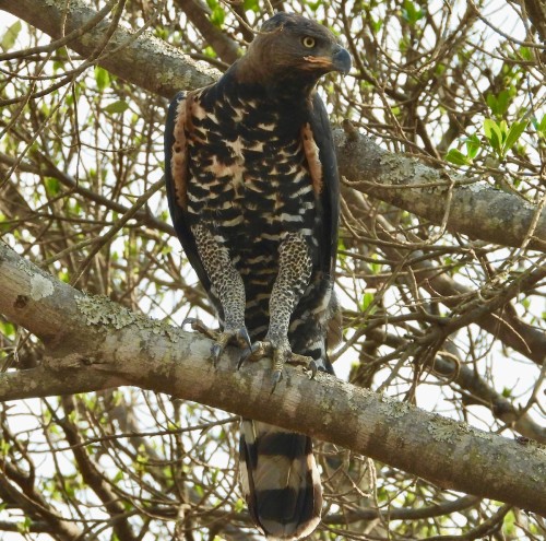 Crowned Eagle (Stephanoaetus coronatus) © Gary Douglas