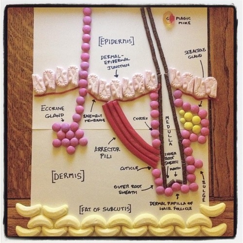 3afra:Mike McCormick, a medical student, makes anatomy models and diagrams out of candy to help him 