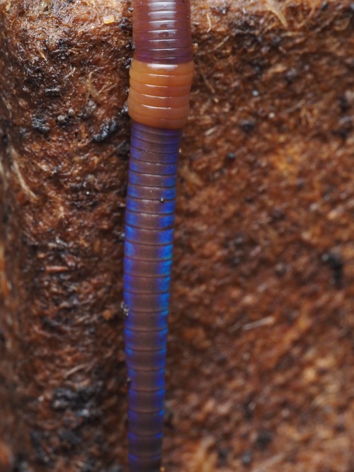 Lumbricus Castaneus May Be One Of My Favorite Local Earthworm Species For Its Small Size, Active Nature,
