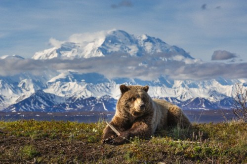 loveforallbears:Photo by Patrick J. Endres