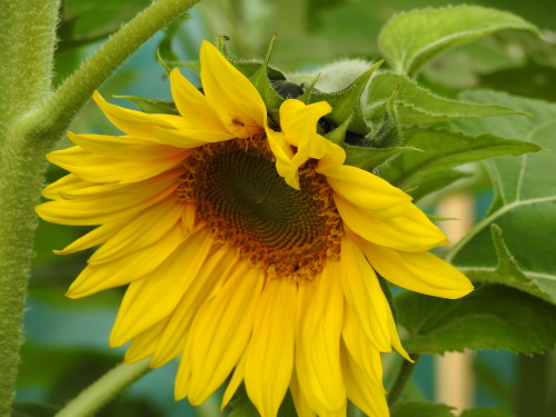 Sunflower time