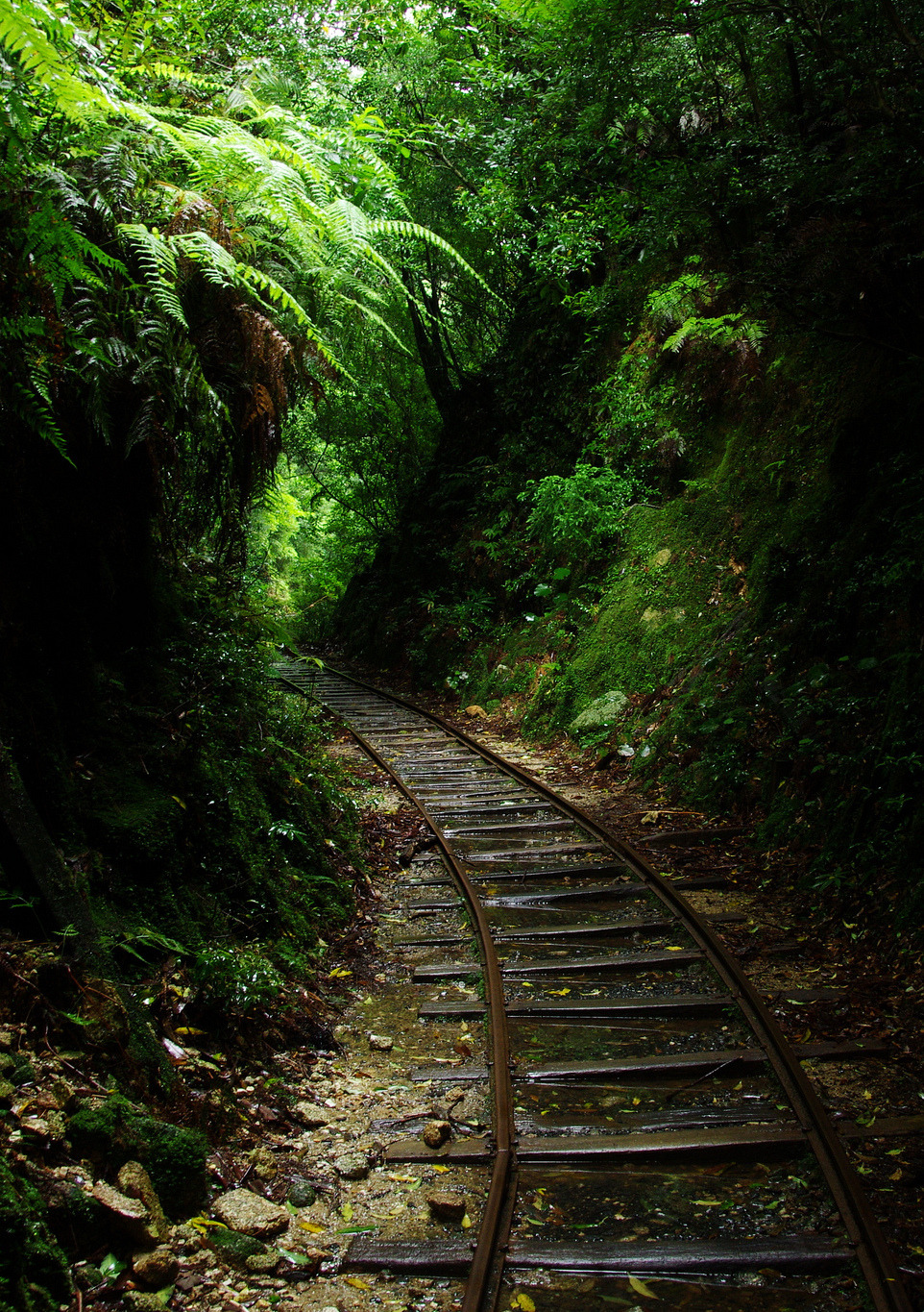 digitalexrth:    Serenity by Wandering Alice  