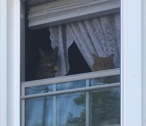 cutecatpics:Our Neighborhood Paw Patrol Has Been Slacking Lately Source: OnTopofGhostMountain on cat