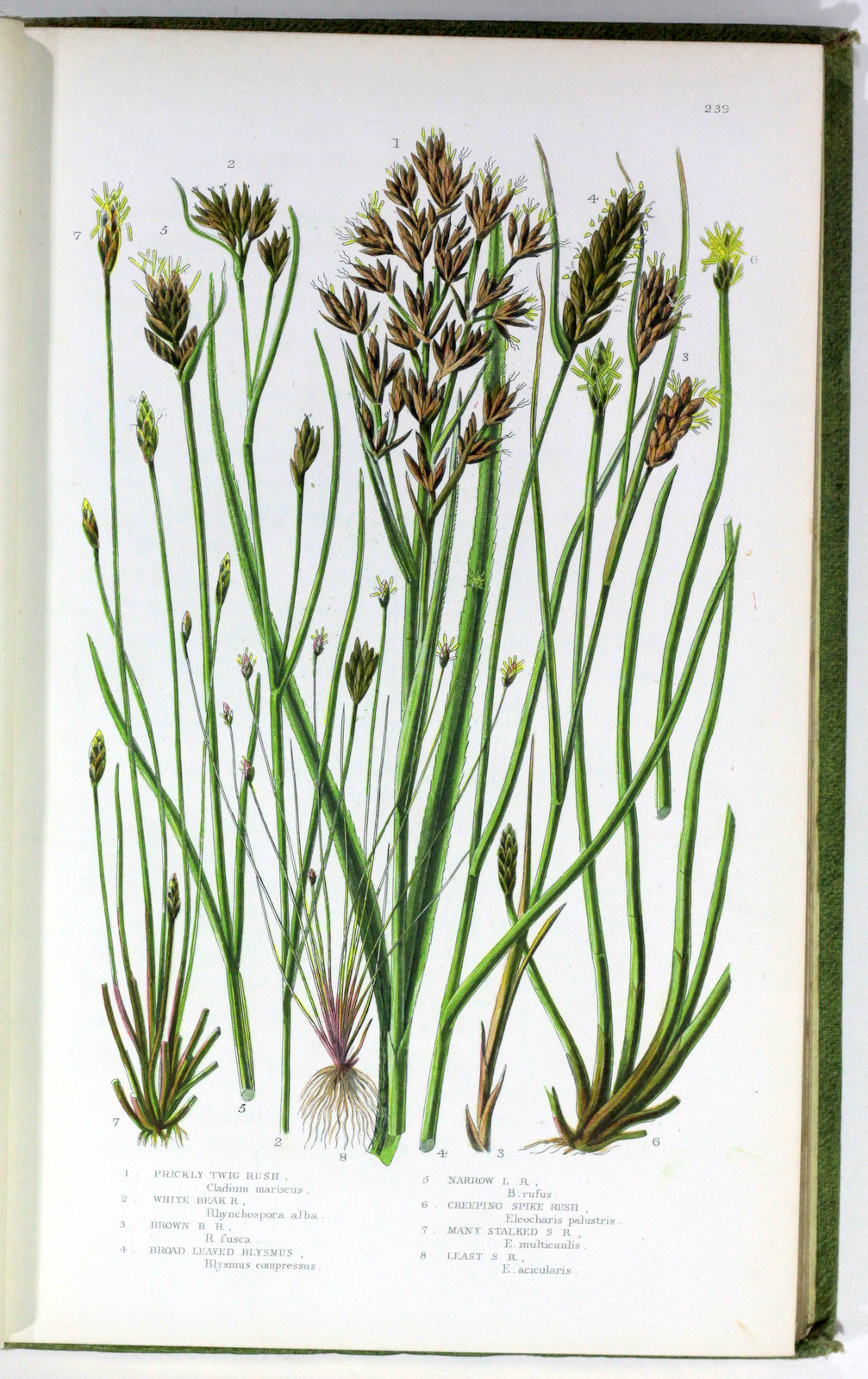 michaelmoonsbookshop:  The British Grasses and SedgesAnne PrattLondon Society for