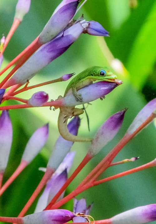 Little lizard getting a snack at Hawaii botanical garden on the big island of Hawaii 