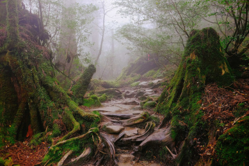 Yakushima by Dean