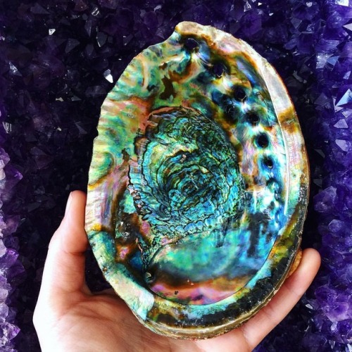 Need a Abalone shell for your spiritual practice? Our stock is loaded with a wide range of beautiful