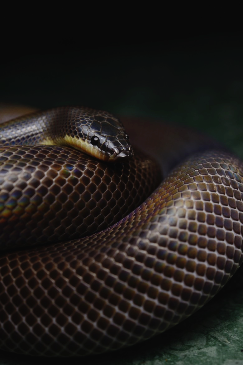 goldenhuff:  rottxn:  ~  GOLD