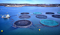 

How Nanotechnology Can Make a Splash in Aquaculture 

