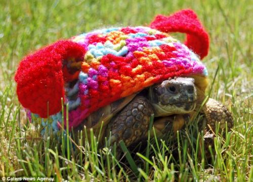 thefrogman:Tortoise cozies crocheted by Katie Bradley [etsy]