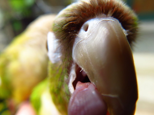 Yoshi licking things part 1: the camera lens