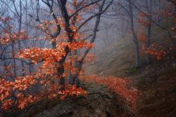 lori-rocks:  Hillside by Ilya Melikhov