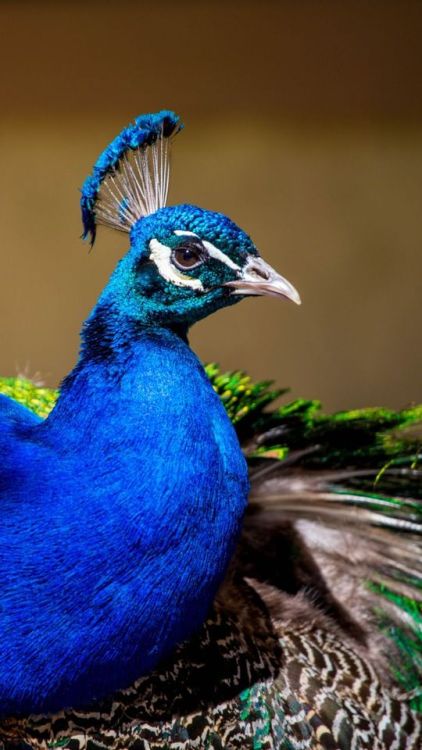 Peacock, colorful bird, plumage, 720x1280 wallpaper @wallpapersmug : ift.tt/2FI4itB - https: