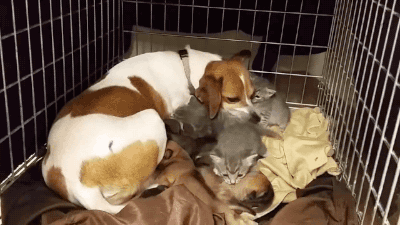 gifsboom:  Video: Dog Fostering Kittens adult photos
