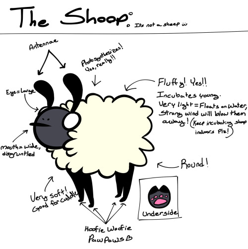 Behold! The Noble Shoop.