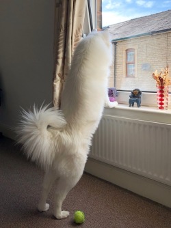 cloudthesamoyed:  watching out for that sweet gossip